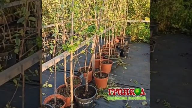 Слива Яхонтовая смотреть онлайн