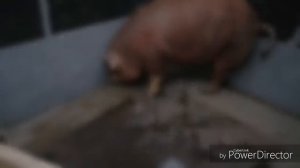 ОГРОМНЫЙ ХРЯК и 7-ми МЕСЯЧНЫЕ СВИНКИ. ИСТОРИЯ не для СЛАБОНЕРВНЫХ