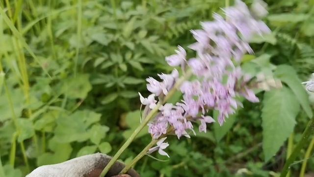 Салеп или Ятрышник как растет Корень МУЖСКАЯ СИЛА Применение полезные ЦЕЛЕБНЫЕ и МАГИЧЕСКИЕ свойств