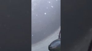 ЖУК - ПЛАВУНЕЦ ПОЯВИЛСЯ В НАШЕЙ БОЧКЕ?!