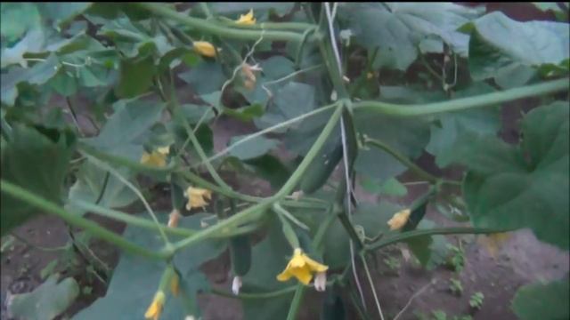 А у нас УРОЖАЙ! Пора обрывать ОГУРЦЫ! смотреть онлайн