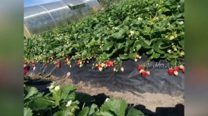 Топ 5. Почему не растёт клубника (земляника) ???