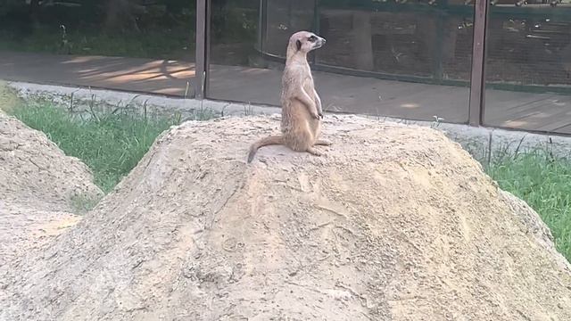 Влог🤩Как мы провели день 🙌Краснодарский зоопарк 😍Приятного просмотра 🥰 смотреть онлайн