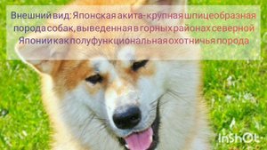 ХАРАКТЕРИСТИКИ СОБАКИ АКИТА-ИНУ | ЧАСТЬ 1