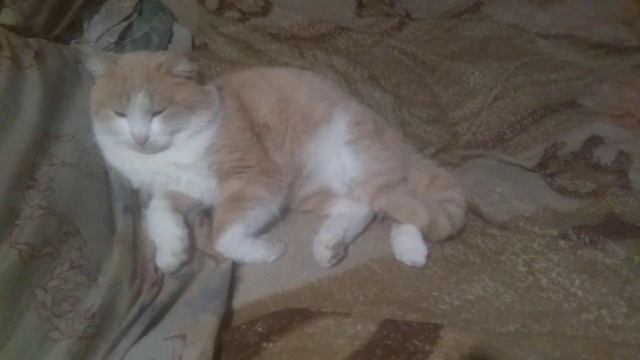 кот спит на кровати а где мне спать... смотреть онлайн