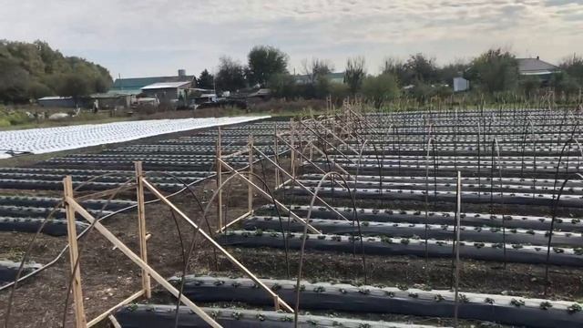 Ставим ролеты на теплицы. #клубника #выращиваниеклубники смотреть онлайн