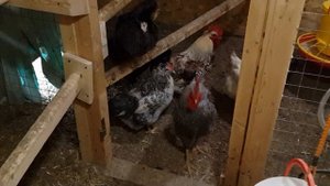 Курятник. Как устроен тёплый курятник.