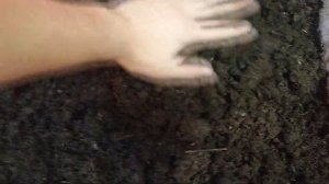 Выманивание червя из субстрата.