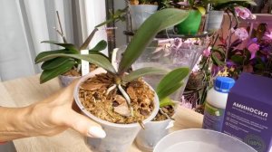 Для одних орхидей АНТИСТРЕСС, для других РАЗВИТИЕ и КРЕПКИЙ ИММУНИТЕТ. Ситуационное применение.