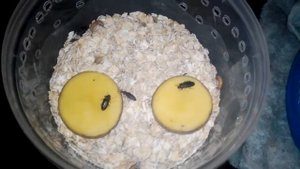 Жук мучного червя предмет картофель