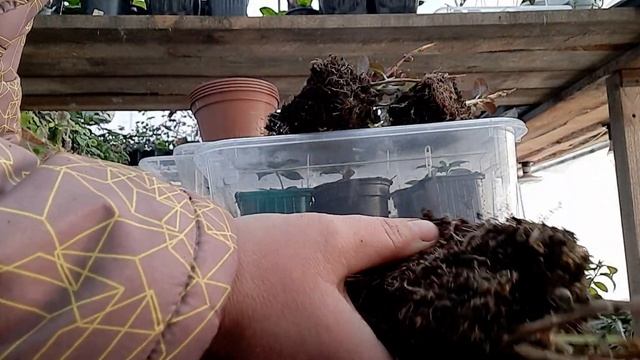 Крупнолистная гортензия Мисс Саори смотреть онлайн