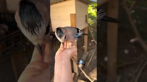 РУЧНАЯ СОЙКА ПЕРЕСМЕШНИЦА?