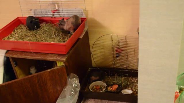 Морские свинки Скинни! смотреть онлайн