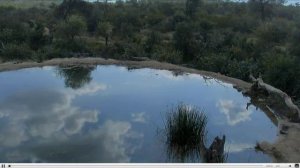 Африка дикие звери, дикая природа/ live African safair, African Watering Hole