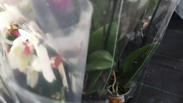 Шикарный завоз орхидей в Оби 11 сентября 2019 г. Попугай, Жемчужина Императора и др)