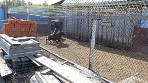 Прекрасная природа/обработка овец от клещей и глистов/дела огородные