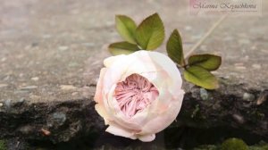 Пионовидная роза из фоамирана.