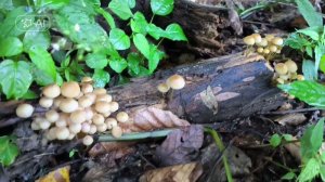 Oleg Glazer - Algorithmic Dreams #IDM #ambient #berlinschool #psybient