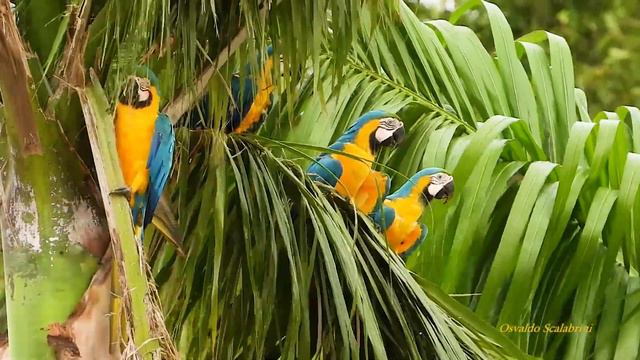 ARARA-CANINDÉ (ARA ARARAUNA), BLUE-AND-YELLOW MACAW, ARARA-AMARELA, ARA-ARAUNA. смотреть онлайн