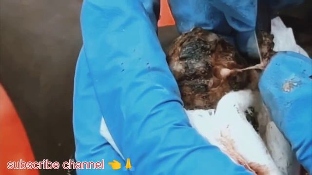 Jigger removal man jigger removal video mango woram puppies