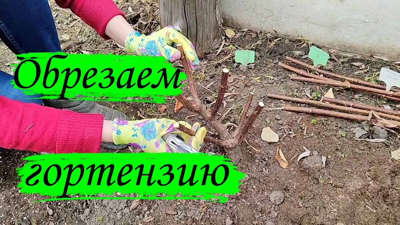 Гортензия метельчатая. Обрезка весной.