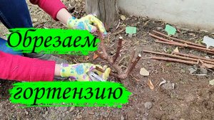 Гортензия метельчатая. Обрезка весной.