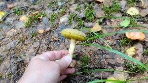 Моховик зелёный (Xerocomus subtomentosus). Как выглядит гриб на месте произрастания.