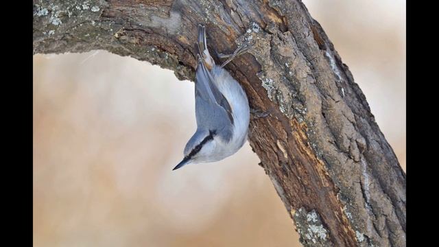 Косматый поползень. смотреть онлайн