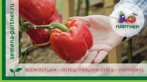 ПАРТНЕР F1: ВСЕМ ПЕРЦАМ – ПЕРЕЦ!