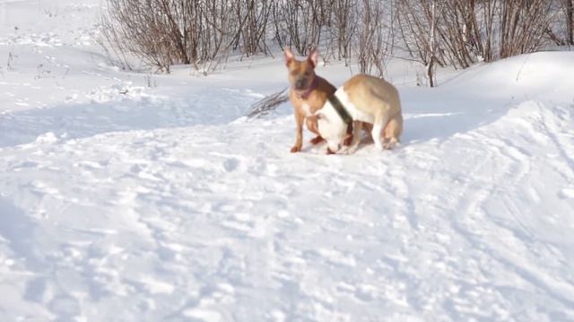 Как выбрать инструктора Дрессировка питбуля смотреть онлайн
