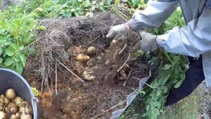 Вырастил картошку в опилках