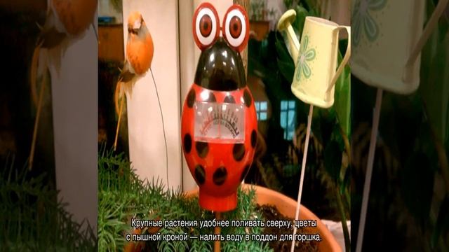 Как часто необходим полив комнатных растений