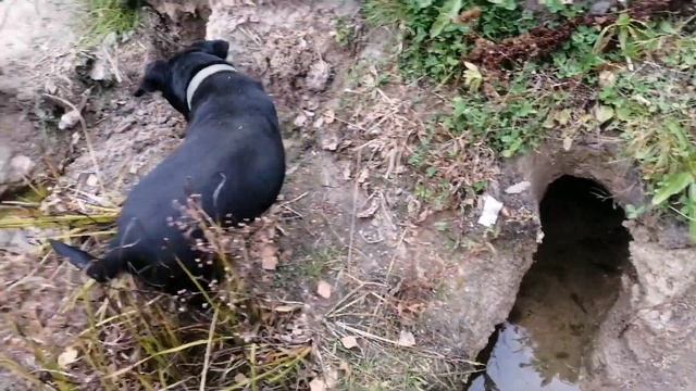 Погулял по лесу. Нашёл чагу. смотреть онлайн