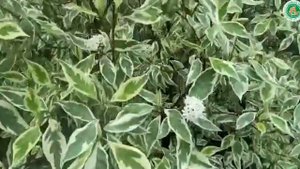 Дерен Элегантиссима в саду