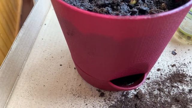 Дача на балконе 2021_5 / NEmouse смотреть онлайн