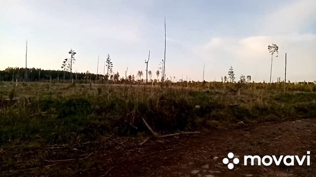 Копметалолома на старых делянках.