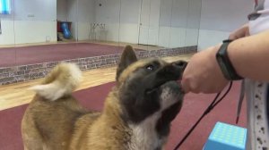 Американская акита: прирождённый охранник и верный друг