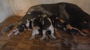 Как собака кормит щенков
