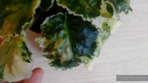 СПОРТ ФИАЛКИ. Наглядный пример! Спорт Фиалки  ЕК - Счастливый День. Каждый лист уникален❗Цветение!