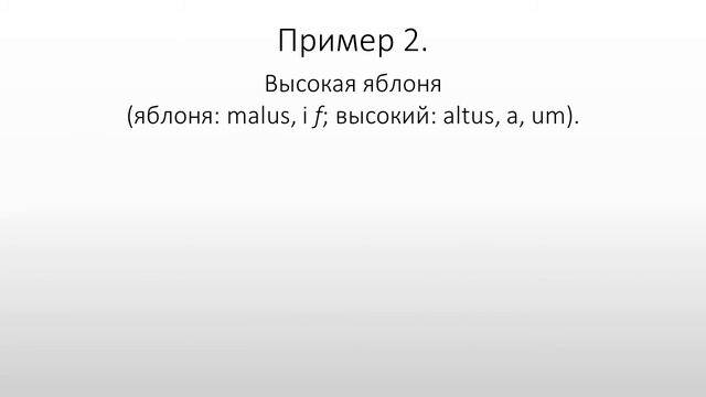 Латинский язык. Lingua Latina. Согласование существительного и прилагательного
