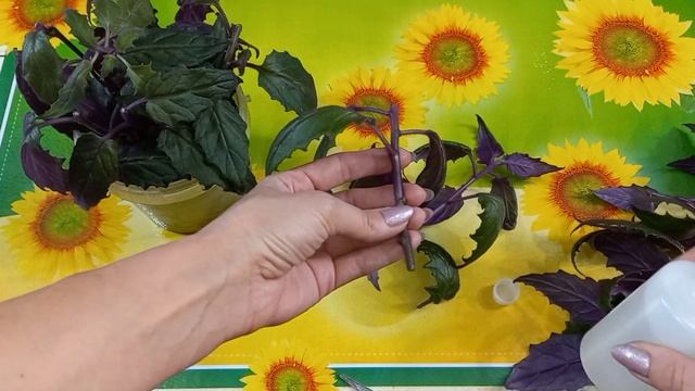Всё о ГИНУРЕ?Уход в домашних условиях?Освещение?Полив?Грунт?Черенкование?Размножение?Формирование