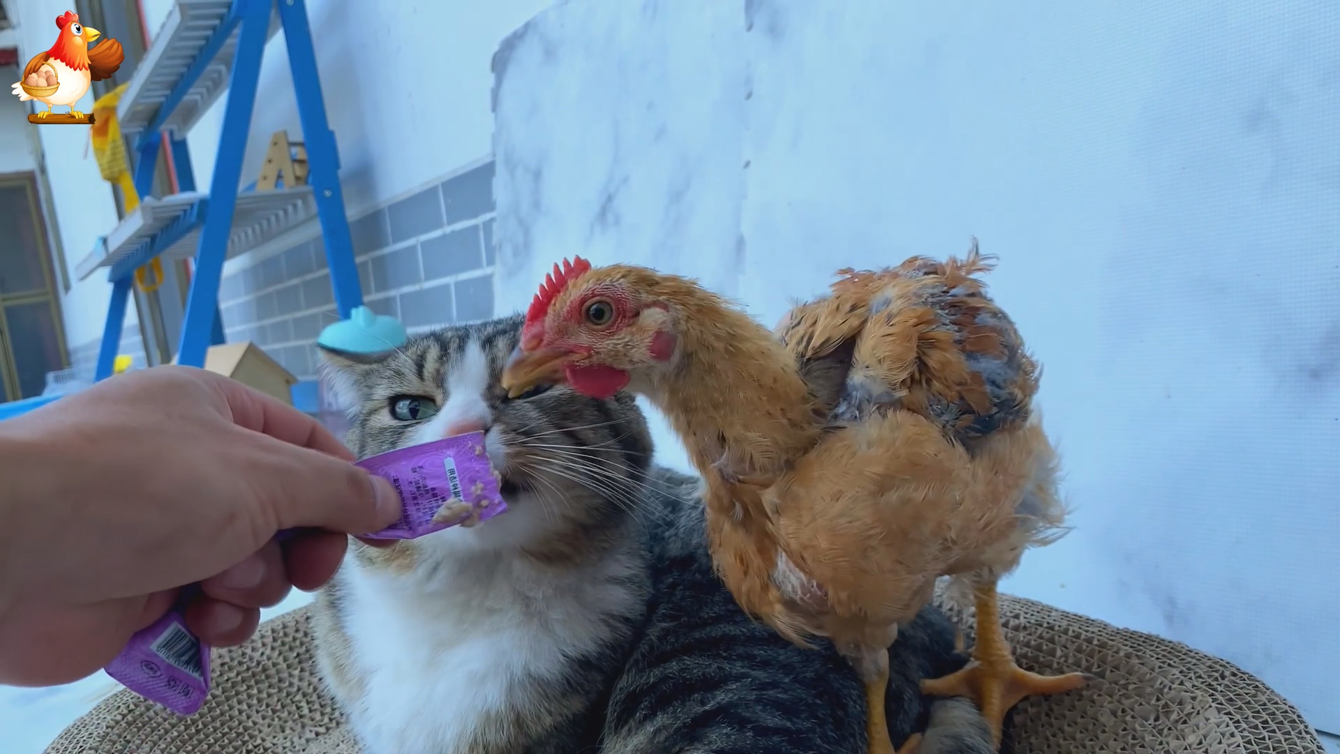Цыпленок и кошка дружат и вместе кушают корм для котят в стиках ???