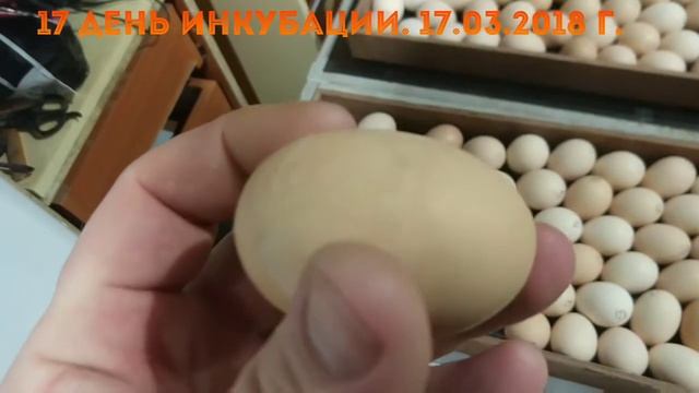 Бройлеры 2018. Первый опыт / Часть 3: 14 и 17 день инкубации смотреть онлайн