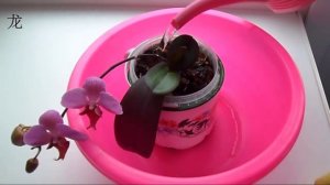 Уход за орхидеей: как полить орхидеи Phalaenopsis, летом, в сильную жару