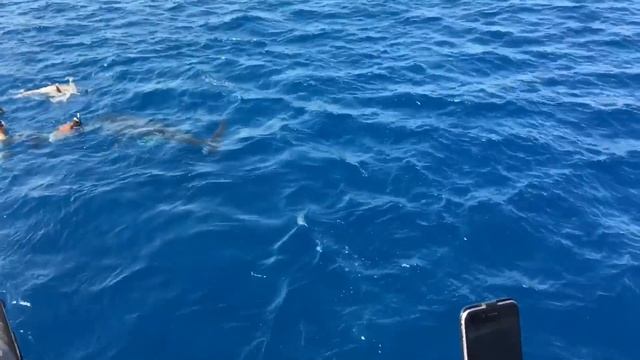 Акула в Красном море. Хургада смотреть онлайн