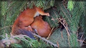 Мама-Белка и бельчата