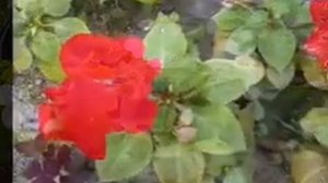 Мои Бальзамины сорта махровые и простые