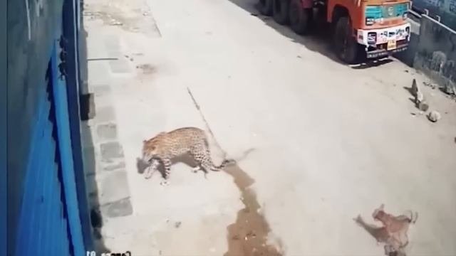 Нападения Леопардов на Собак / Леопард в Деле