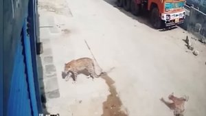 Нападения Леопардов на Собак / Леопард в Деле