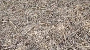 Обработка глифосатом. No-till 09.03.2020. Результат осеннего применения гербицида